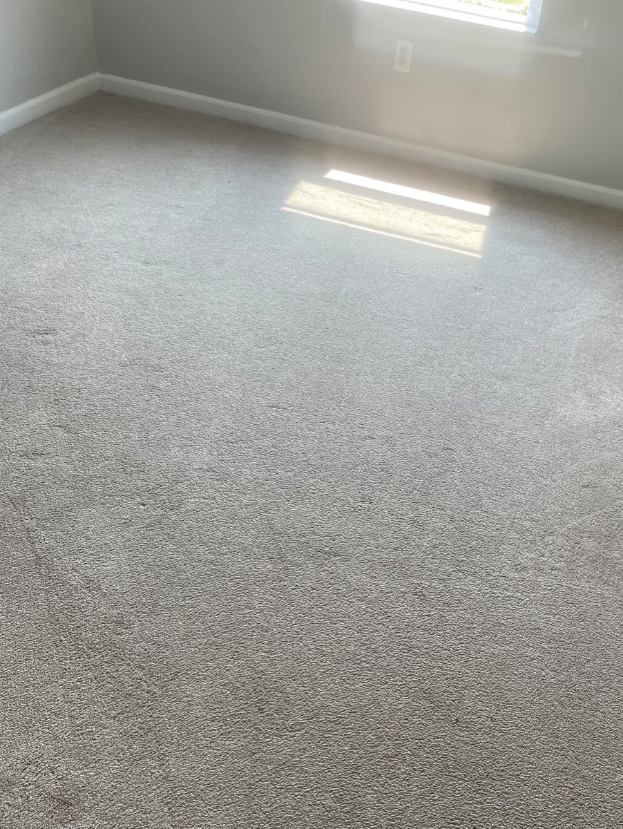 Carpet in a sunlit room after cleaning