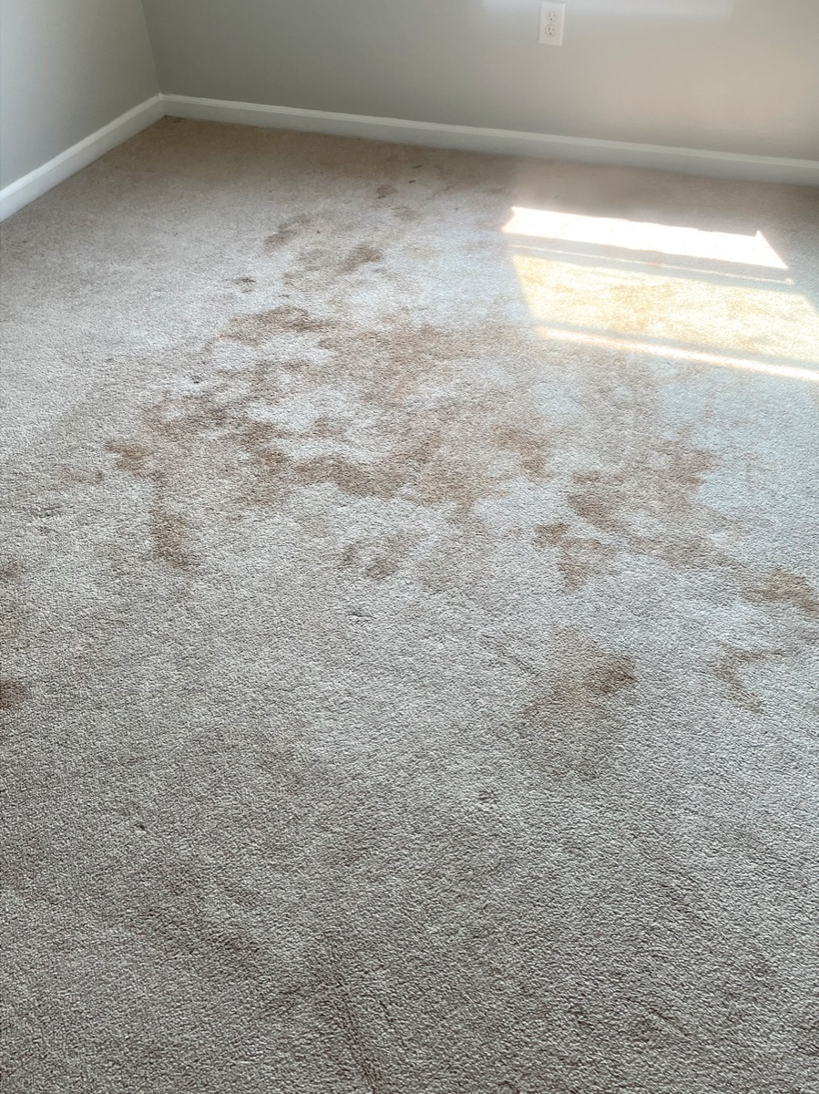 Carpet in a sunlit room before cleaning