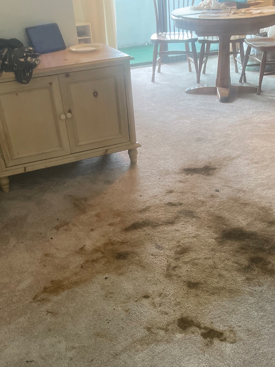 Dining room carpet before cleaning