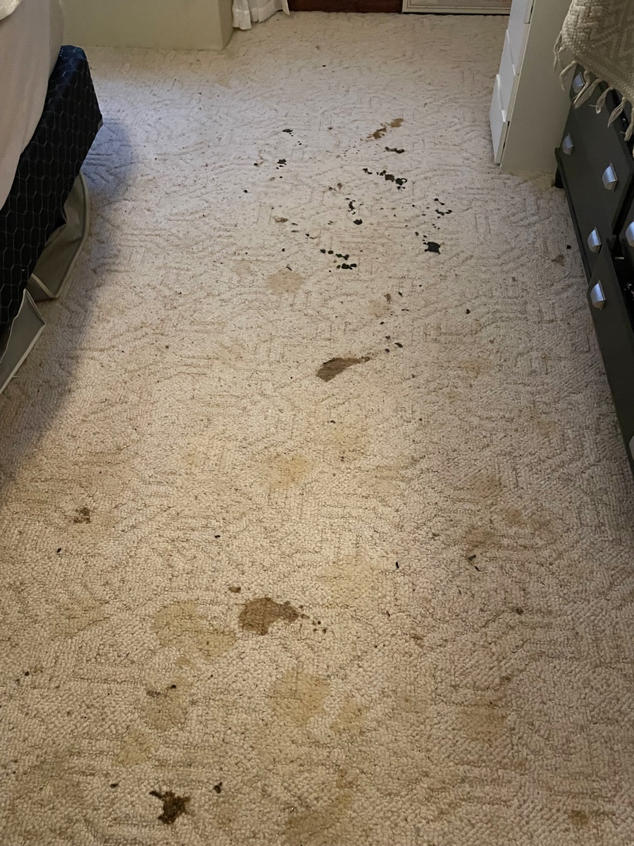 Bedroom carpet before cleaning